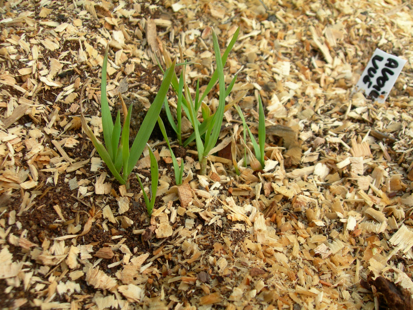 Avoine Nue - Avena Nuda (Engrais Vert) SEM01