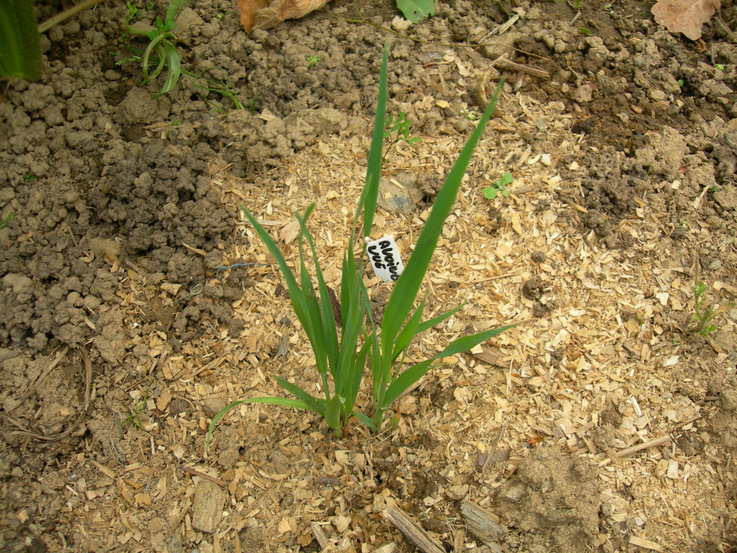 Avoine Nue - Avena Nuda (Engrais Vert) SEM01