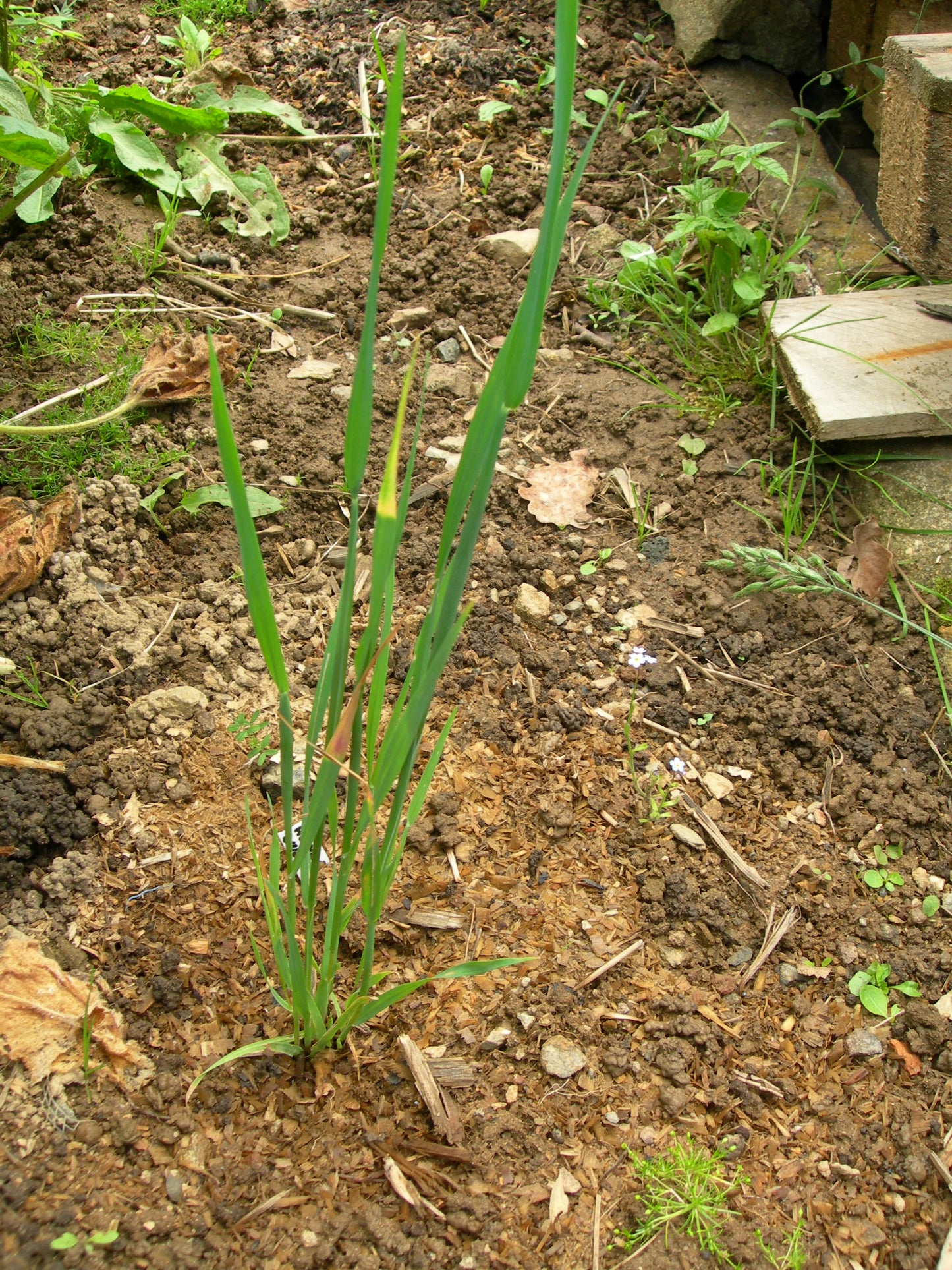 Avoine Nue - Avena Nuda (Engrais Vert) SEM01
