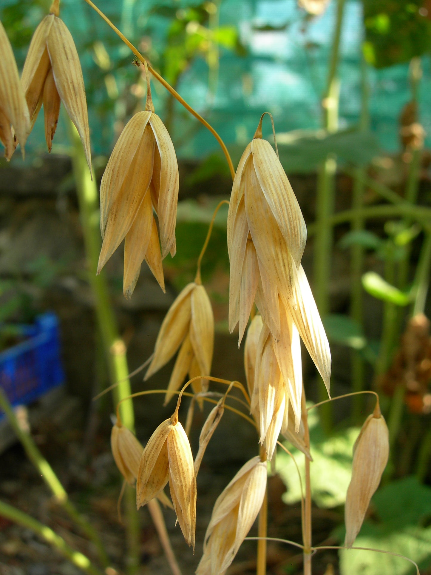 Avoine Nue - Avena Nuda (Engrais Vert) SEM01