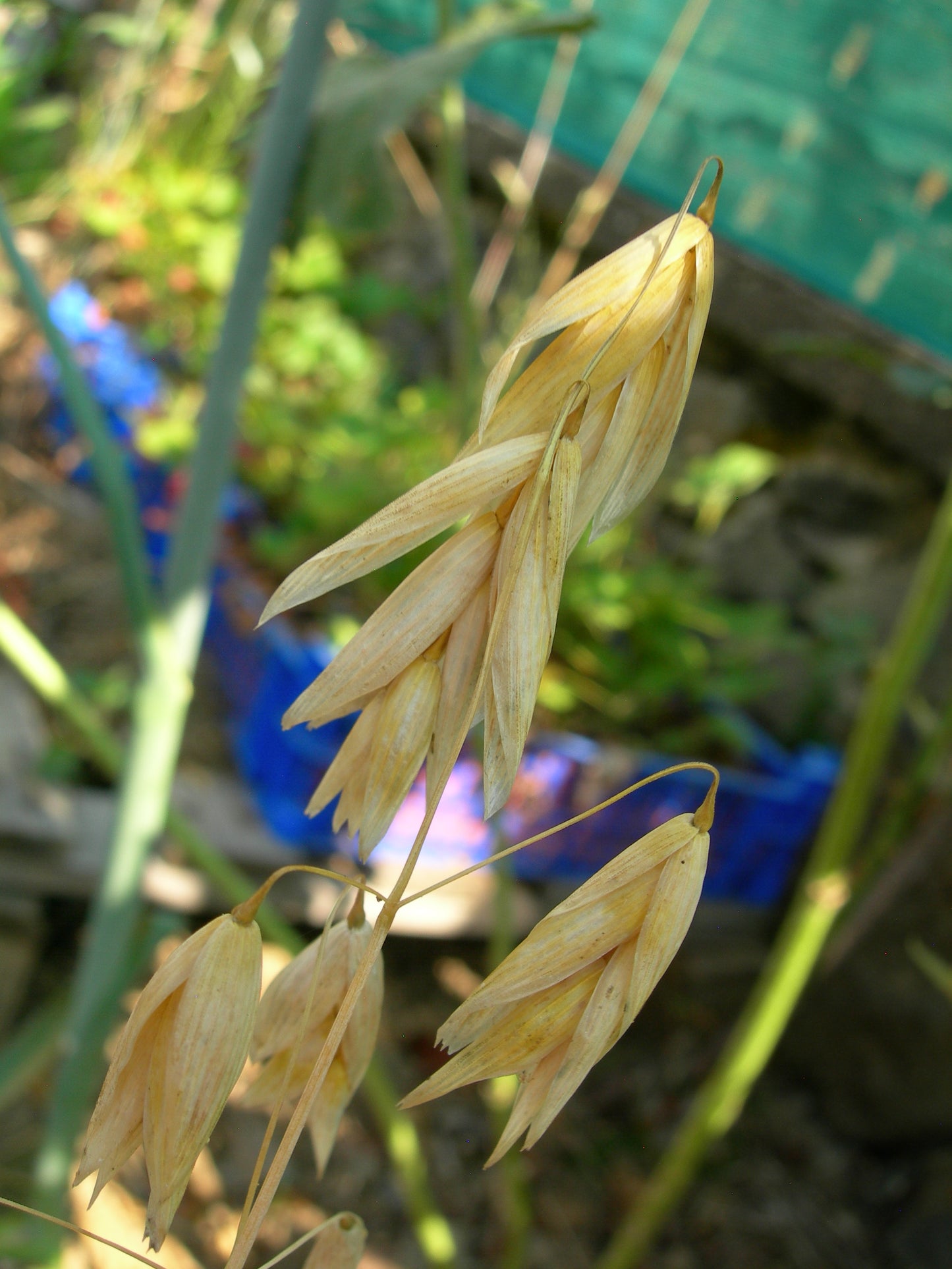 Avoine Nue - Avena Nuda (Engrais Vert) SEM01