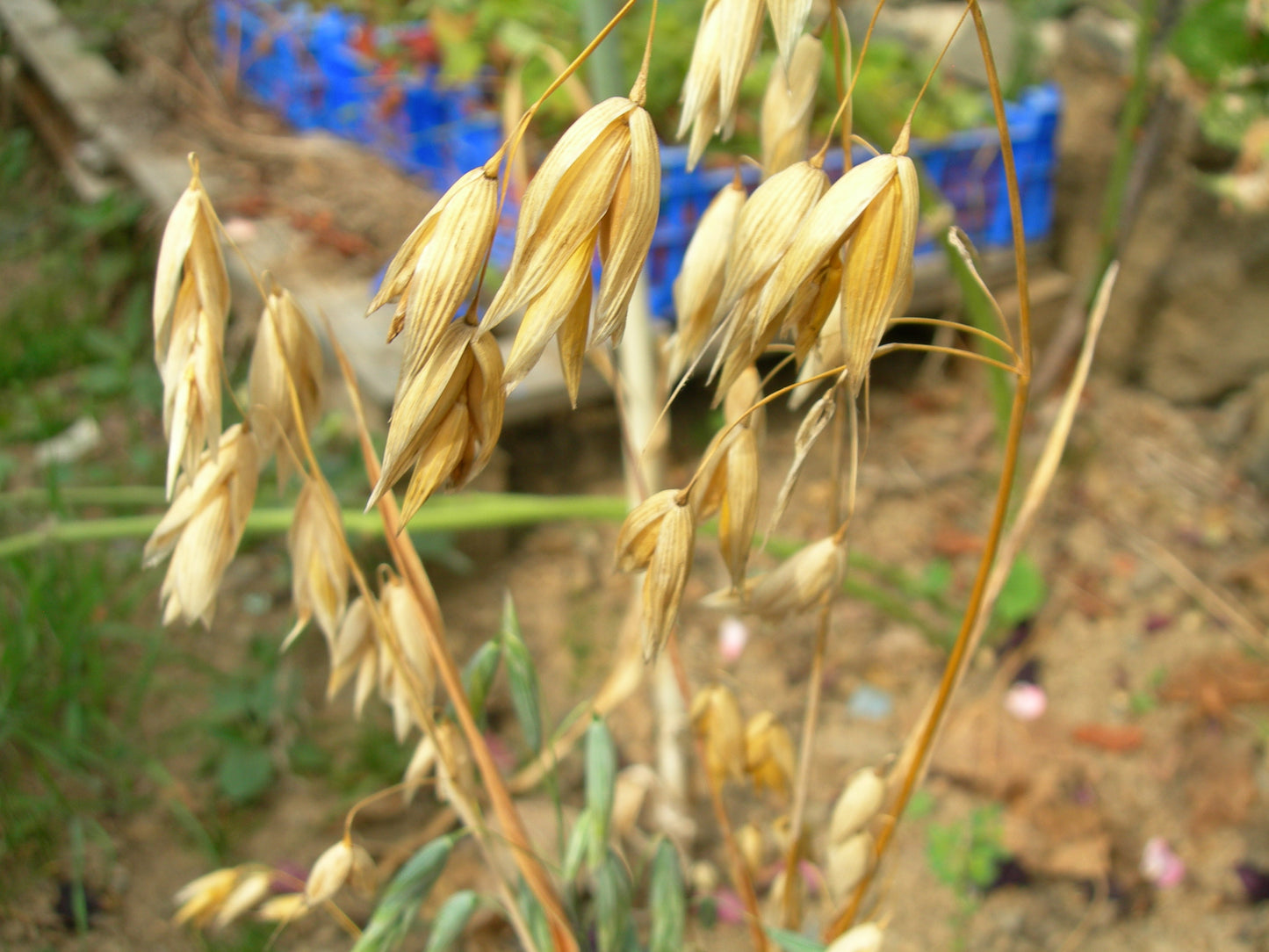Avoine Nue - Avena Nuda (Engrais Vert) SEM01