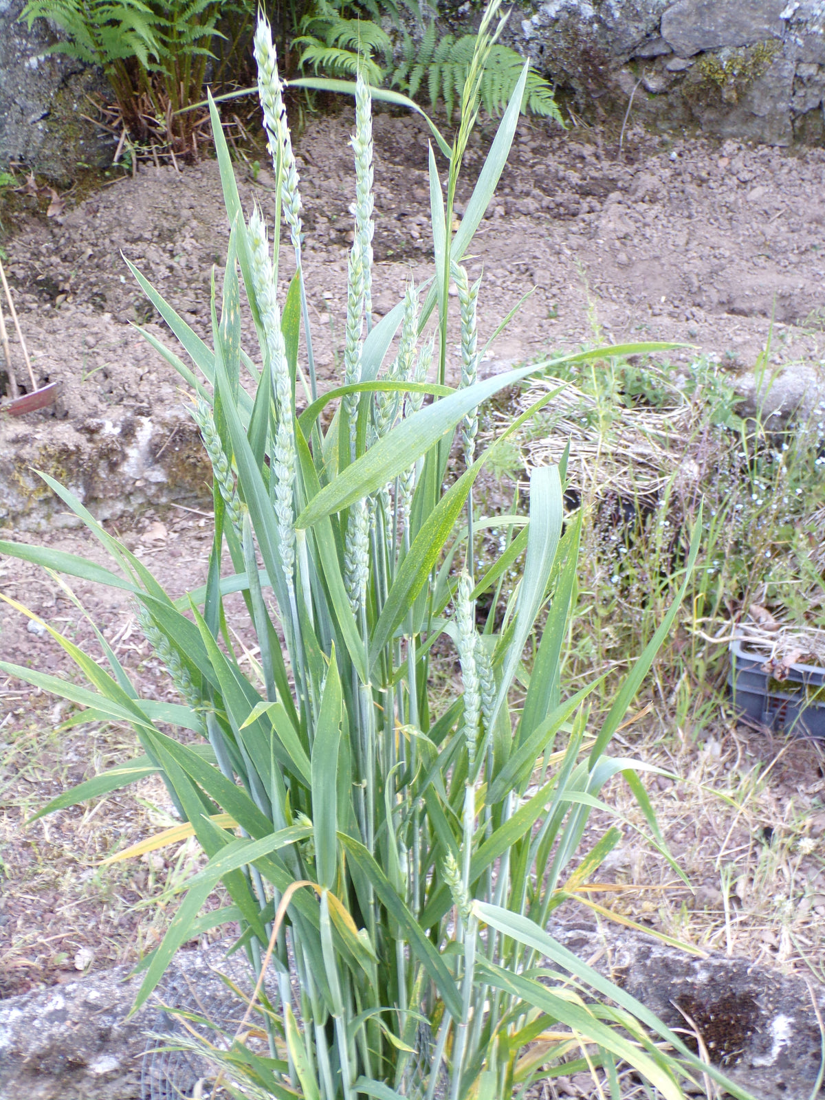 Blé d´Automne - Triticum Aestivum