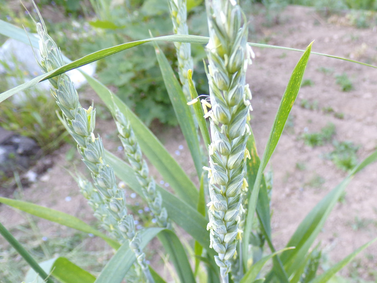 Blé d´Automne - Triticum Aestivum