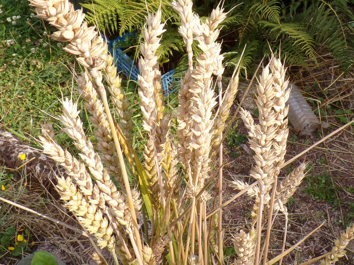 Blé d´Automne - Triticum Aestivum