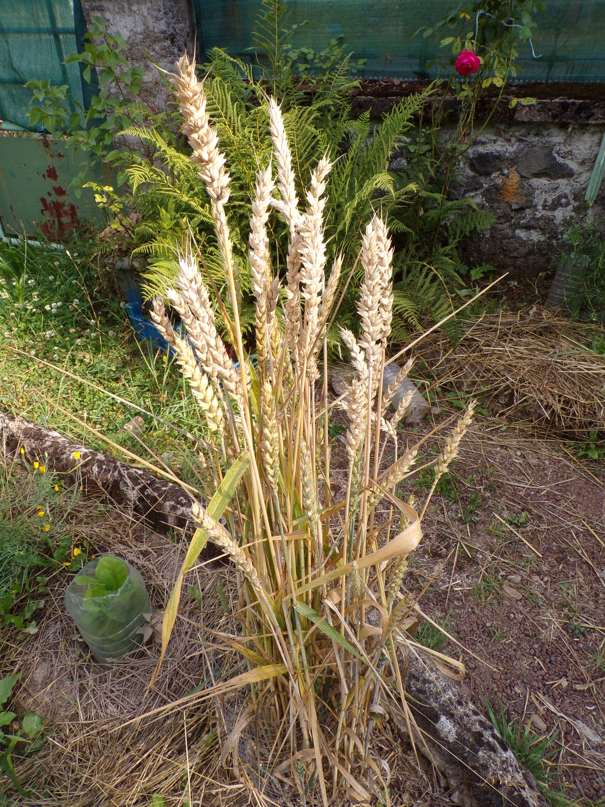 Blé d´Automne - Triticum Aestivum