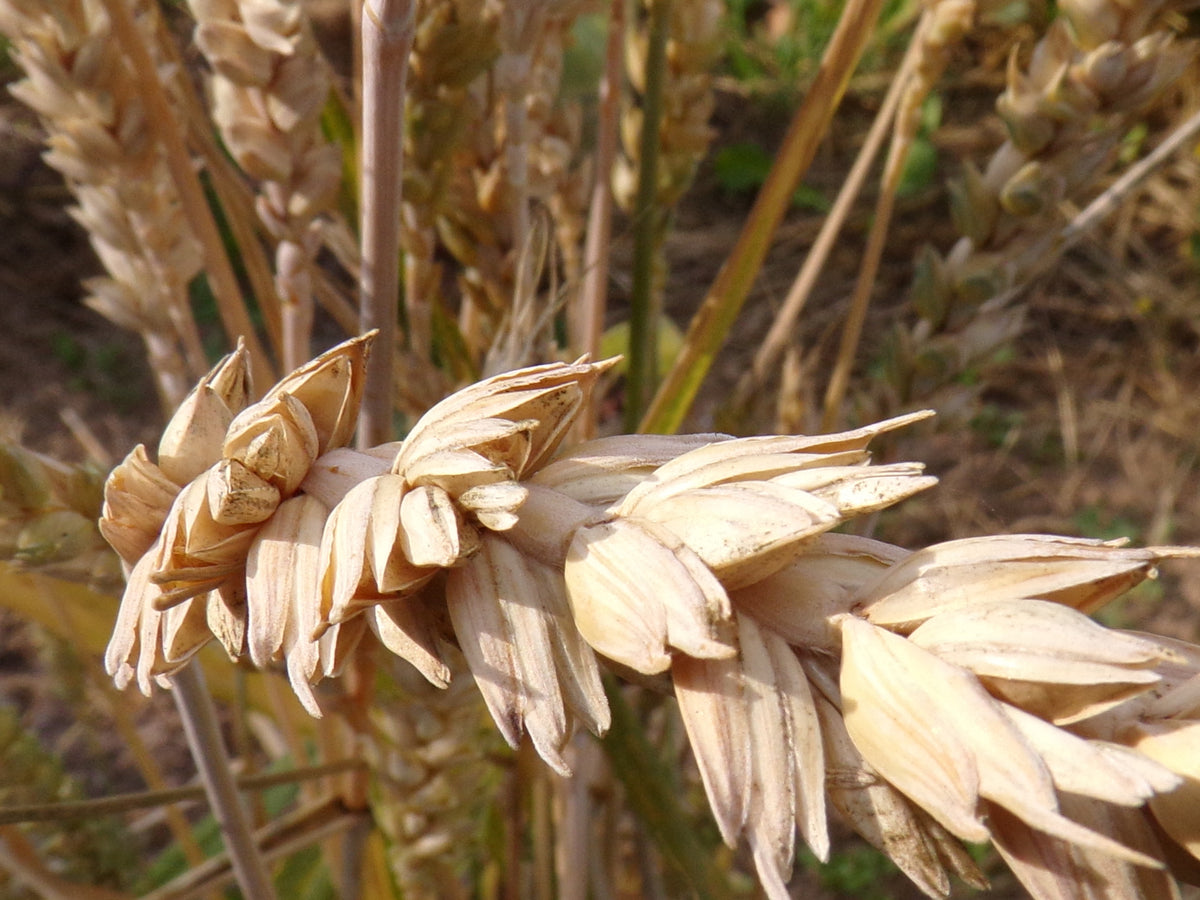 Blé d´Automne - Triticum Aestivum