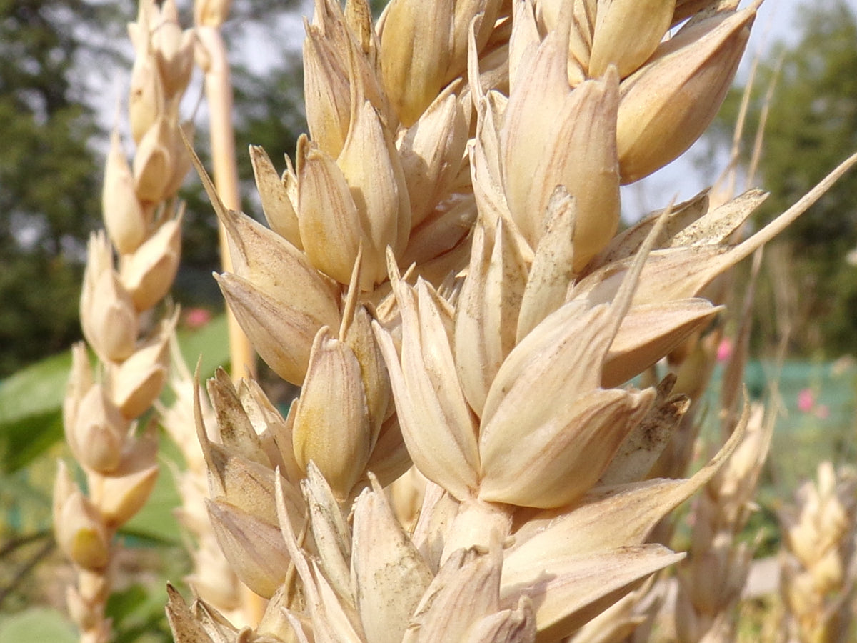Blé d´Automne - Triticum Aestivum