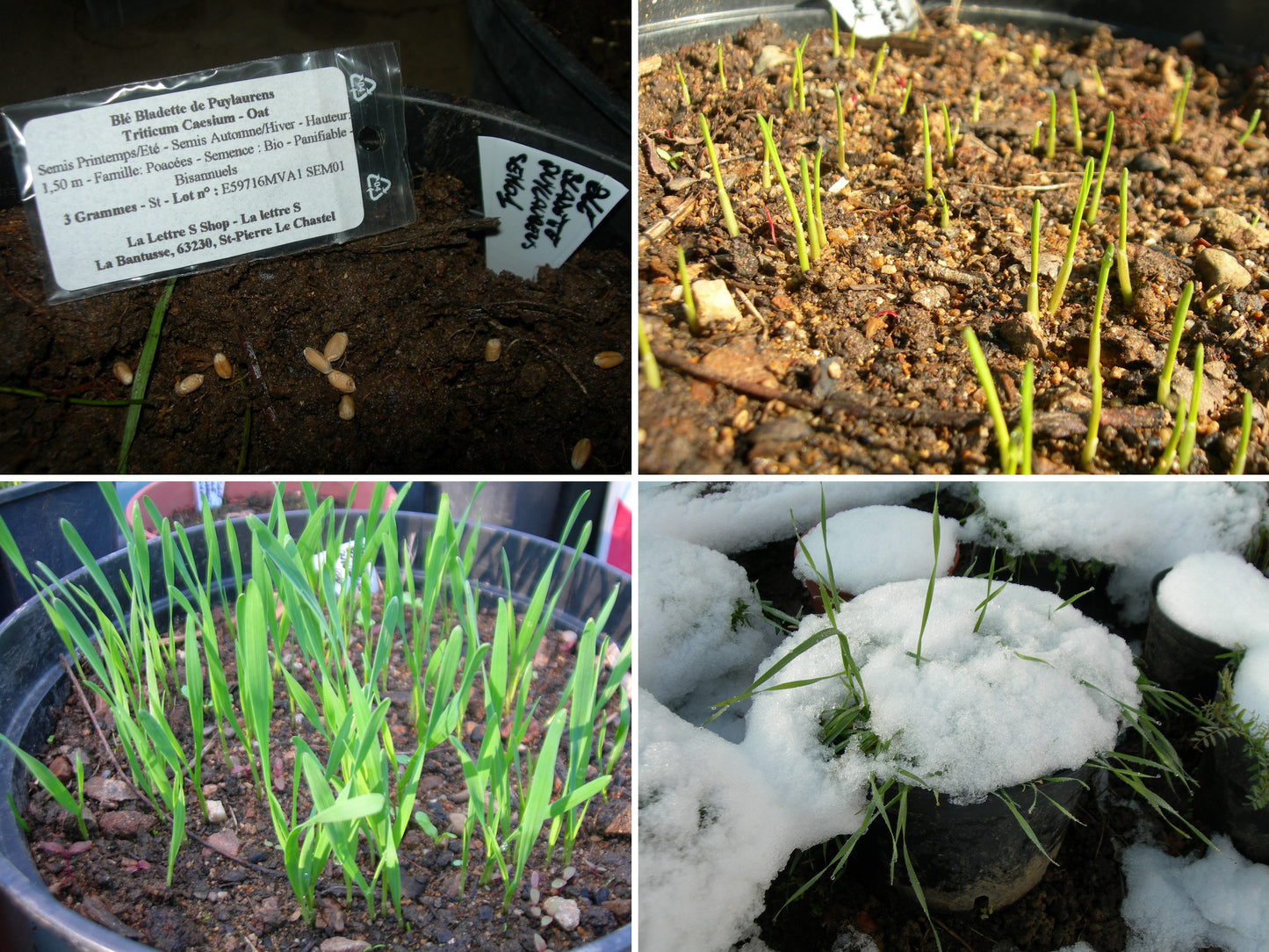 Blé Bladette de Puylaurens - Triticum Aesium (Engrais Vert) SEM01