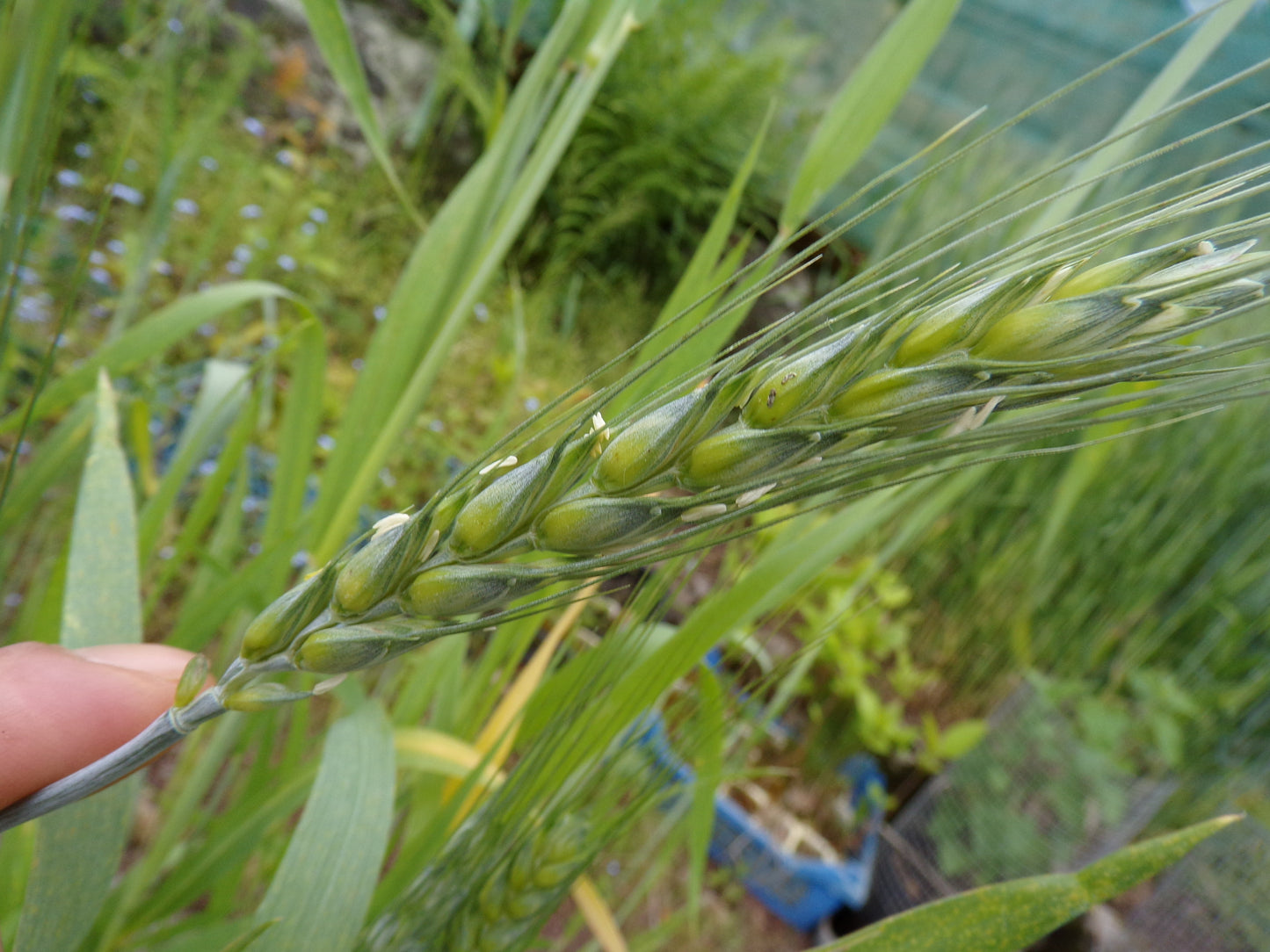 Blé Bladette de Puylaurens - Triticum Aesium (Engrais Vert) SEM01
