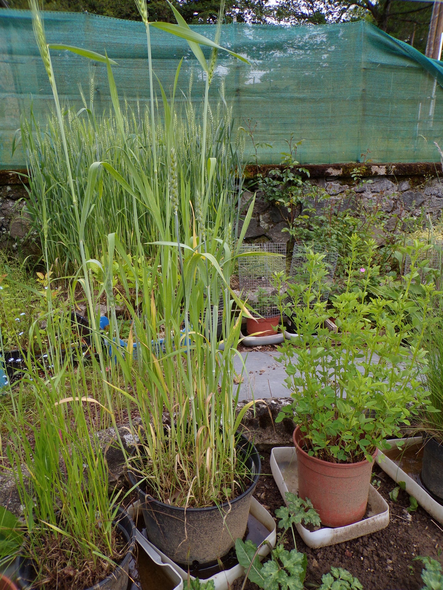 Blé Bladette de Puylaurens - Triticum Aesium (Engrais Vert) SEM01