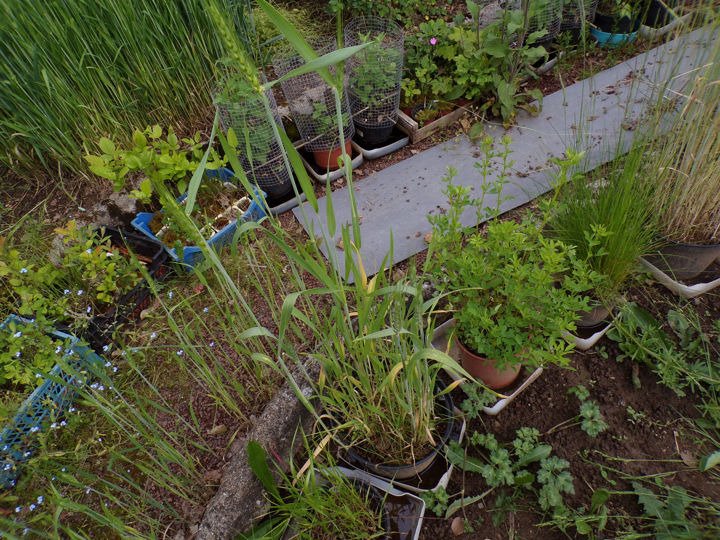Blé Bladette de Puylaurens - Triticum Aesium (Engrais Vert) SEM01