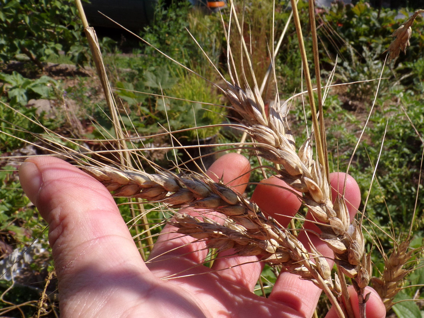 Blé Bladette de Puylaurens - Triticum Aesium (Engrais Vert) SEM01