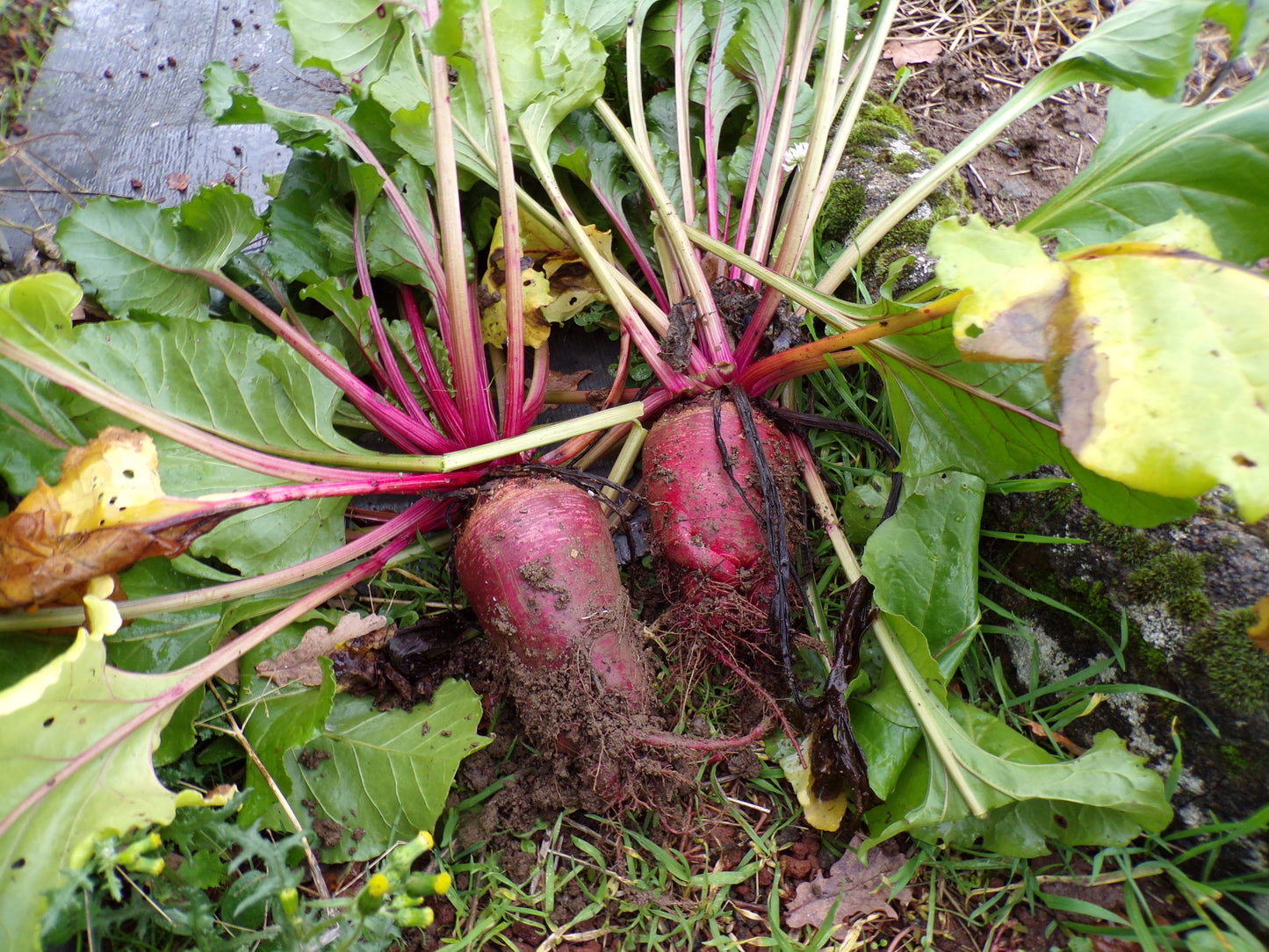 Betterave Fourragère Géante Rouge - Beta Vulgaris - SEM20