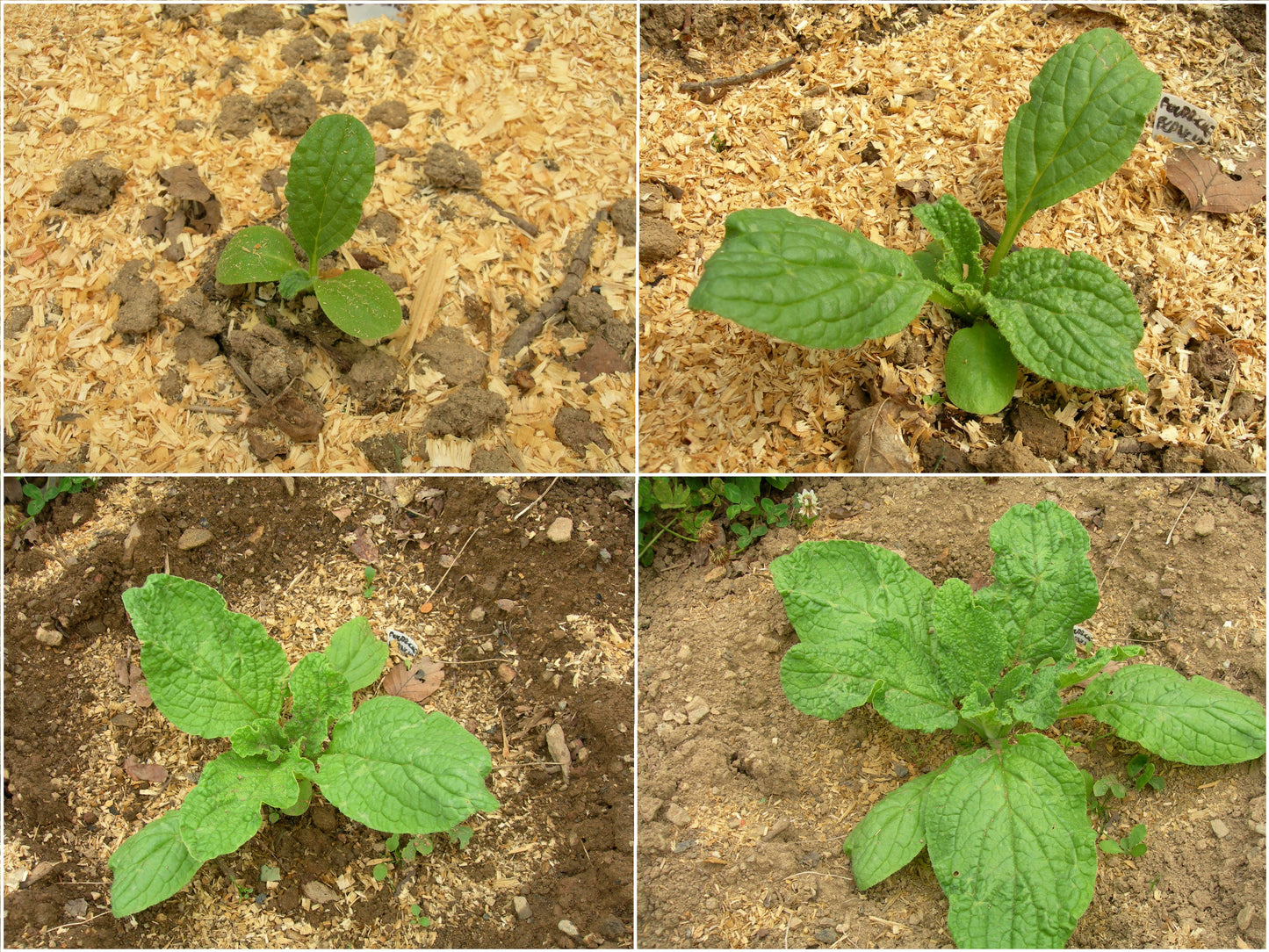 Bourrache Blanche Bio - Borago Officinalis Alba (Engrais Vert) SEM03