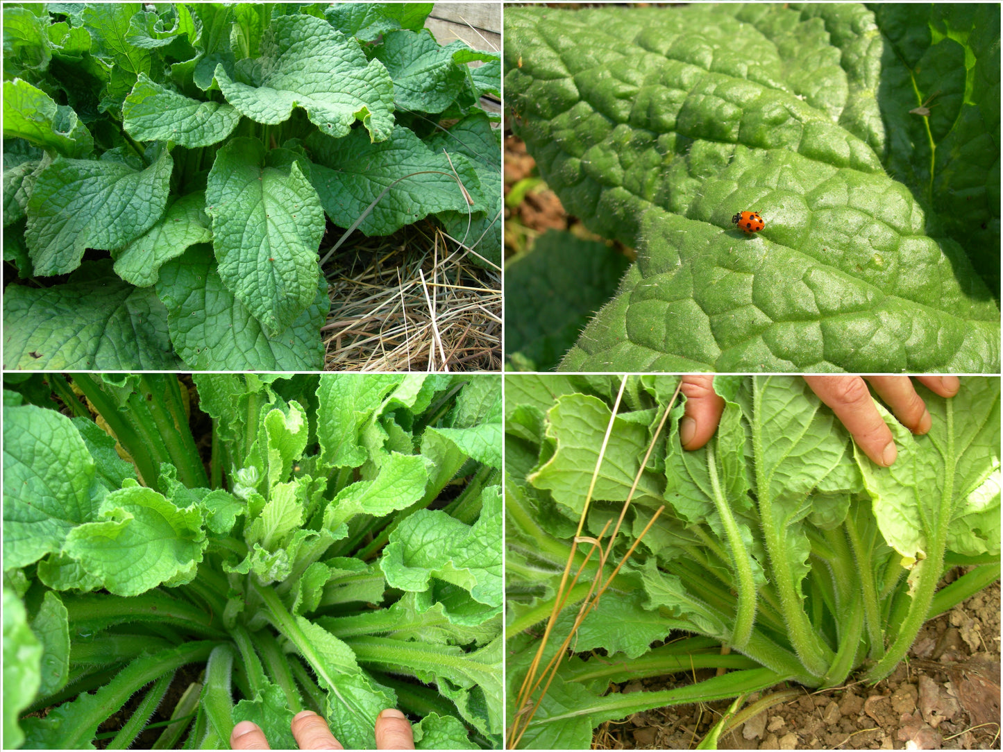 Bourrache Blanche Bio - Borago Officinalis Alba (Engrais Vert) SEM03