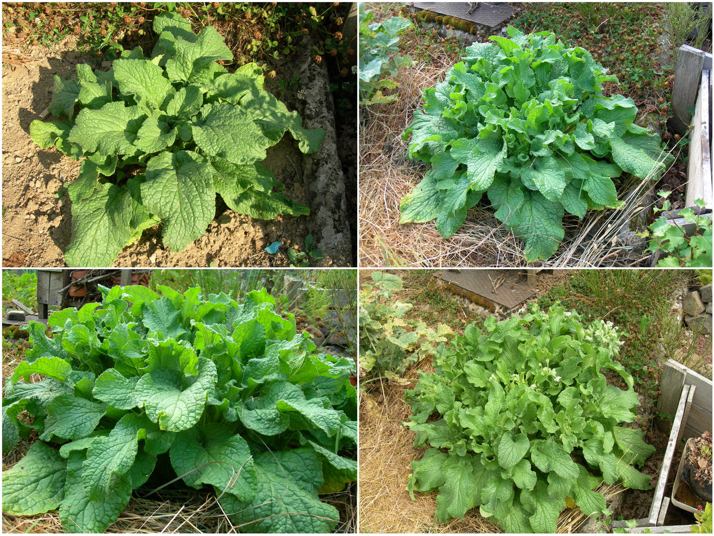 Bourrache Blanche Bio - Borago Officinalis Alba (Engrais Vert) SEM03