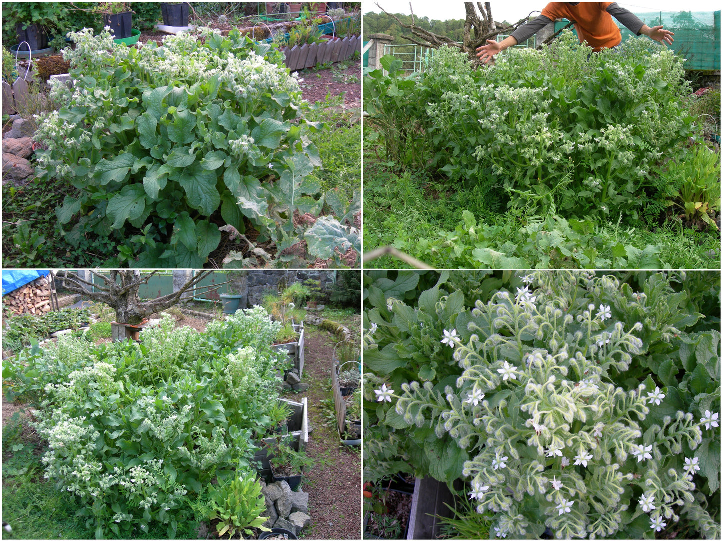 Bourrache Blanche Bio - Borago Officinalis Alba (Engrais Vert) SEM03