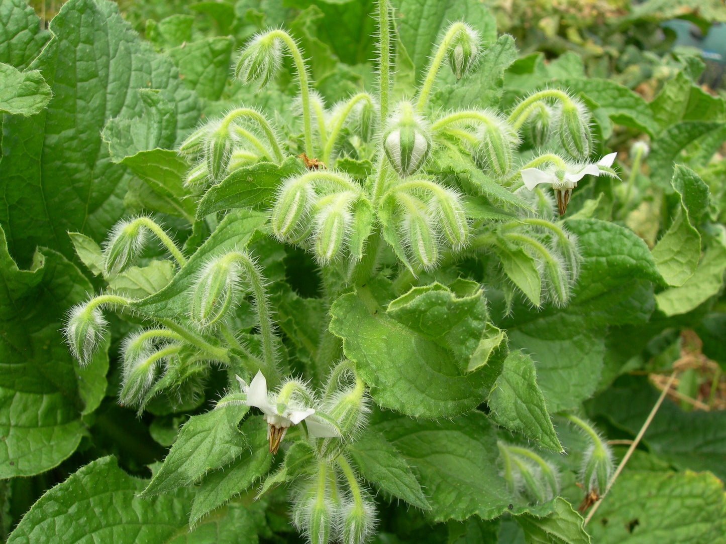 Bourrache Blanche Bio - Borago Officinalis Alba (Engrais Vert) SEM03