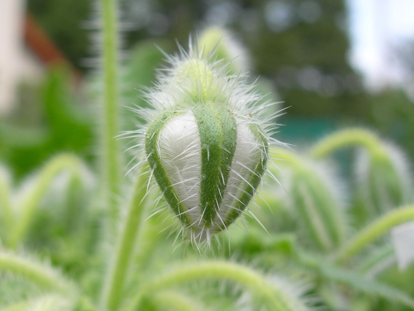 Bourrache Blanche Bio - Borago Officinalis Alba (Engrais Vert) SEM03