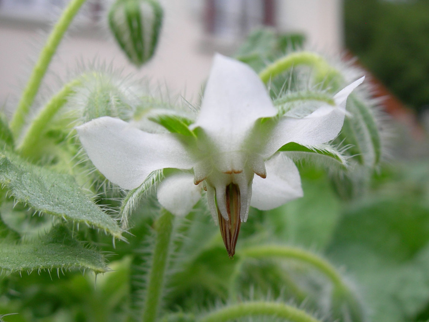 Bourrache Blanche Bio - Borago Officinalis Alba (Engrais Vert) SEM03