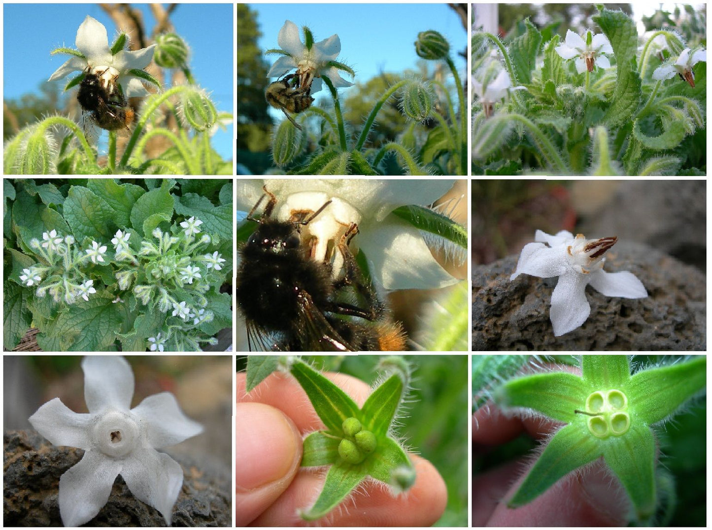 Bourrache Blanche Bio - Borago Officinalis Alba (Engrais Vert) SEM03