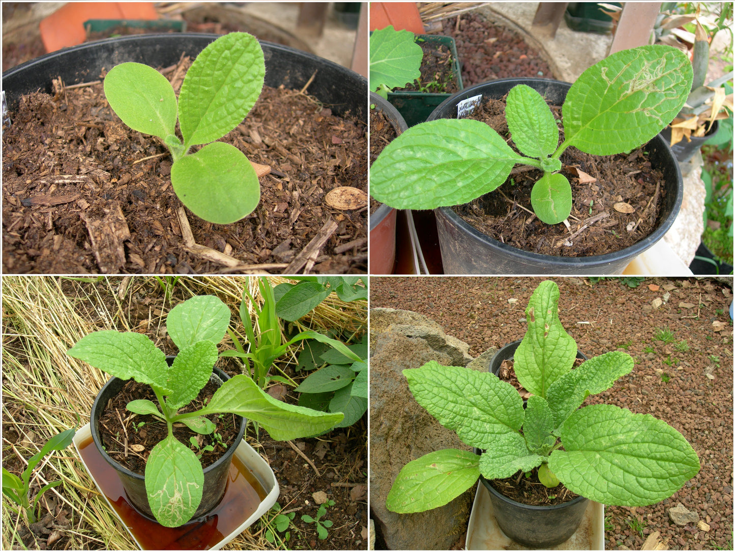 Bourrache Blanche Bio - Borago Officinalis Alba (Engrais Vert) SEM03