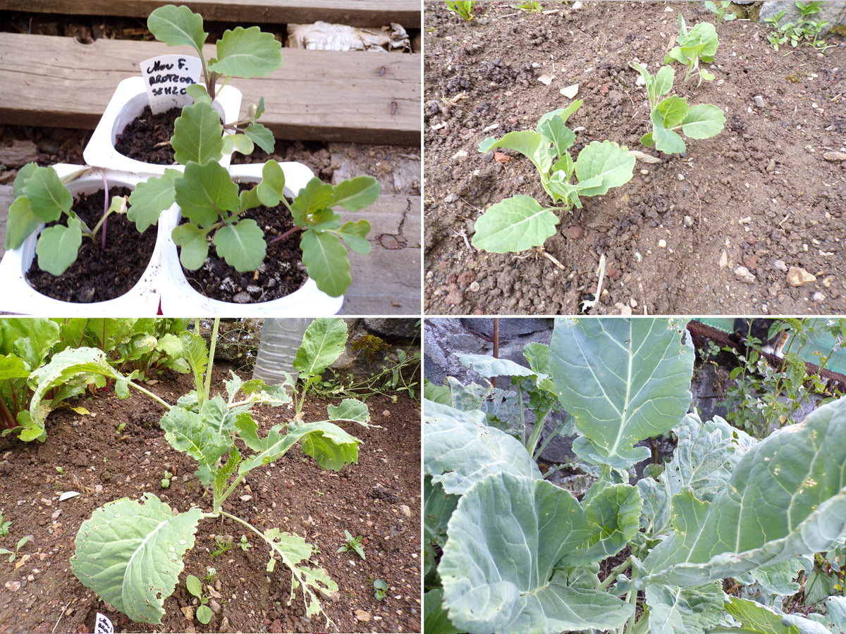 Chou Fourrager Proteor ( Branchu ) - Brassica Oleracea