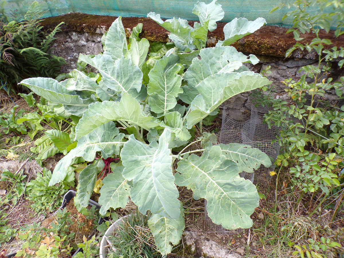 Chou Fourrager Proteor ( Branchu ) - Brassica Oleracea