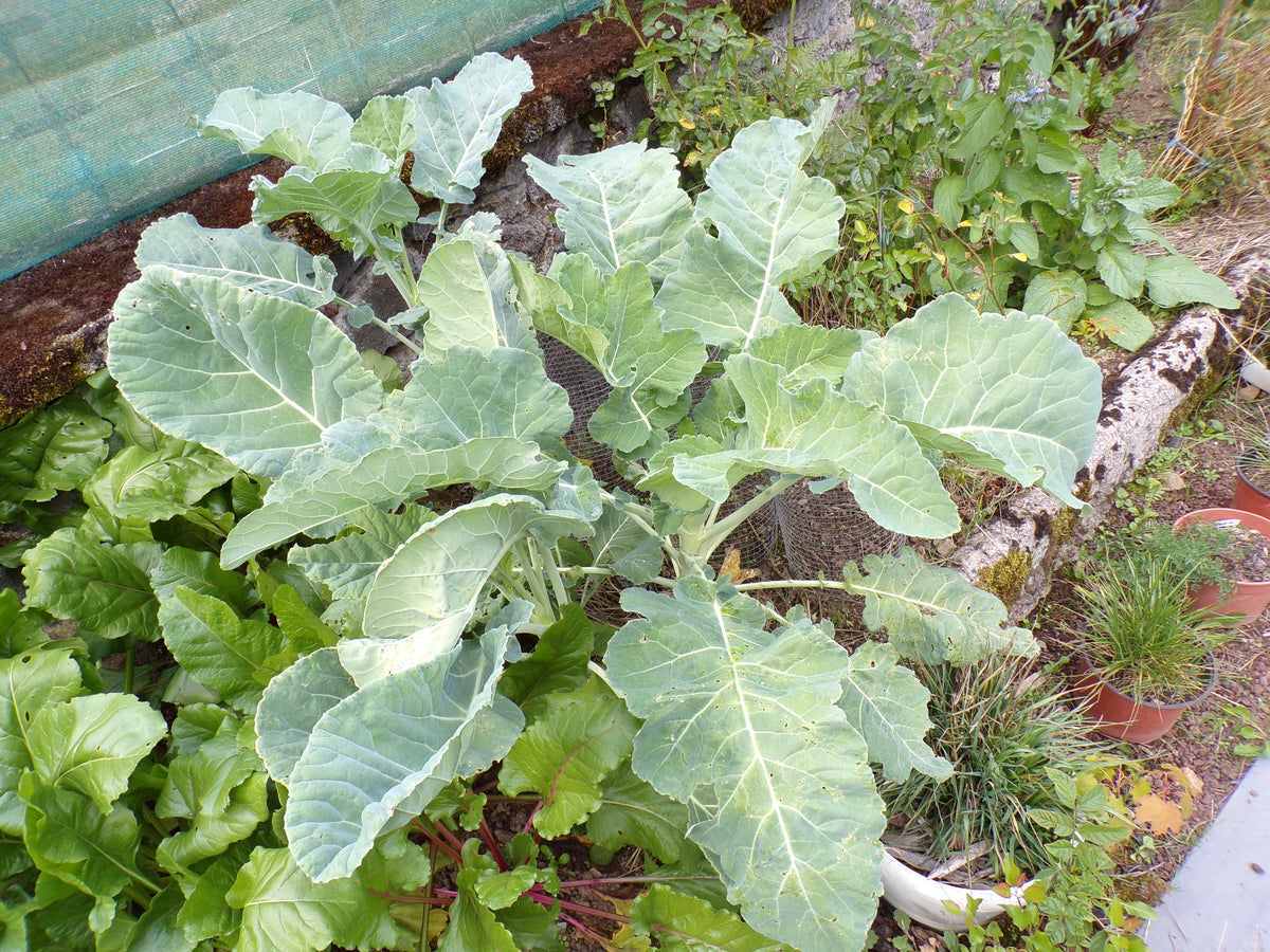 Chou Fourrager Proteor ( Branchu ) - Brassica Oleracea