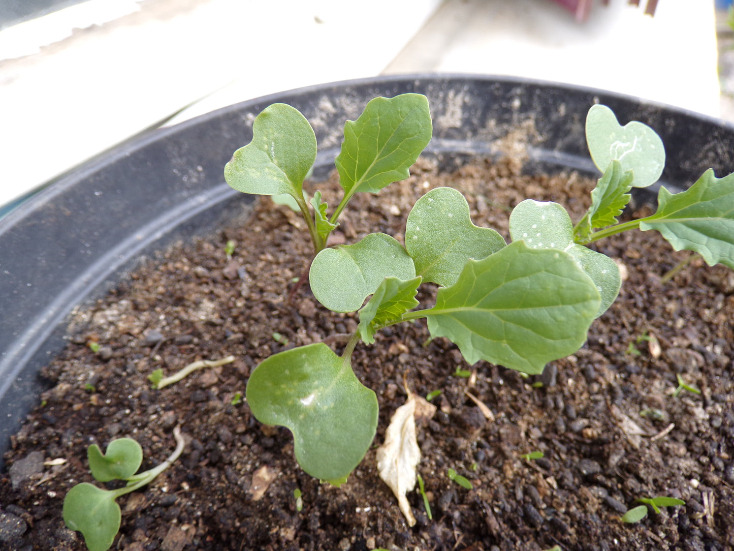 Colza Fourrager - Brassica Napus L. (Engrais Vert) SEM05