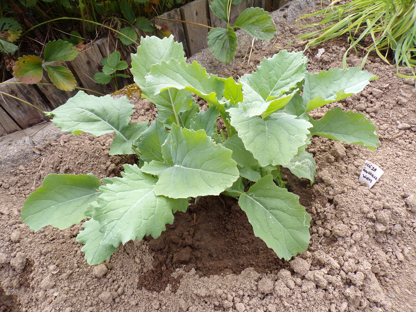 Colza Fourrager - Brassica Napus L. (Engrais Vert) SEM05