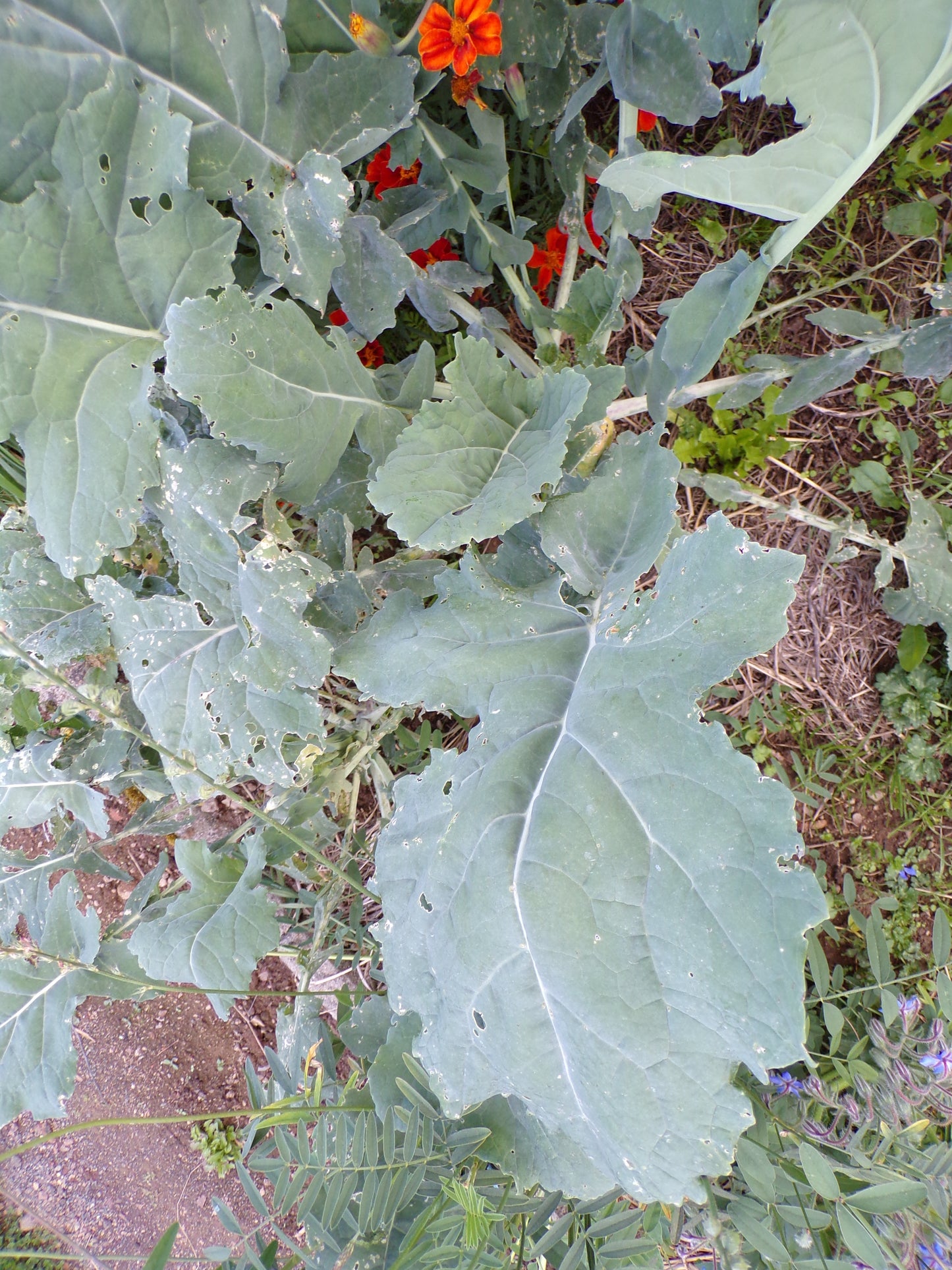 Colza Fourrager - Brassica Napus L. (Engrais Vert) SEM05