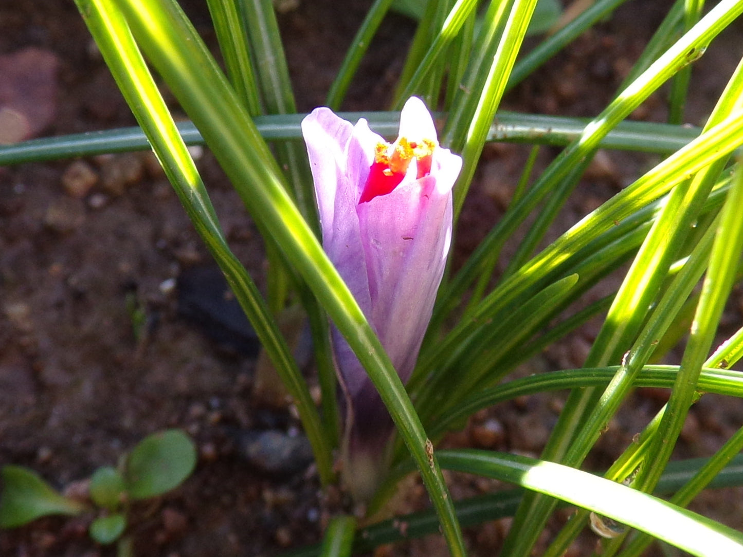 Crocus Sativus Safran - Crocus Sativus - SEM20