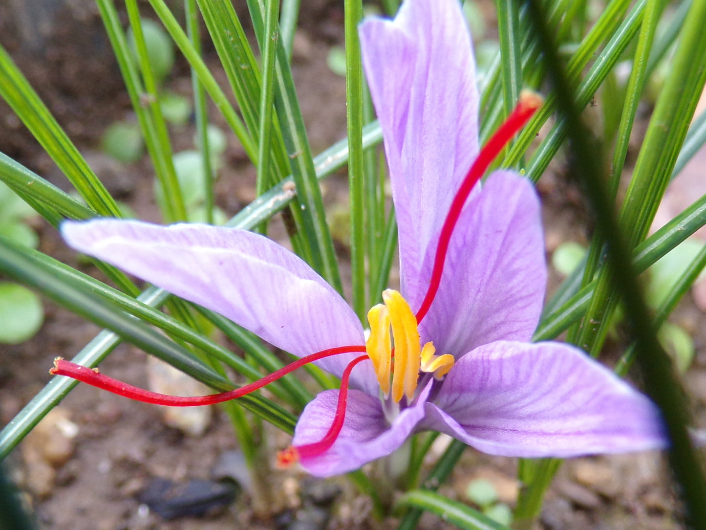 Crocus Sativus Safran - Crocus Sativus - SEM20