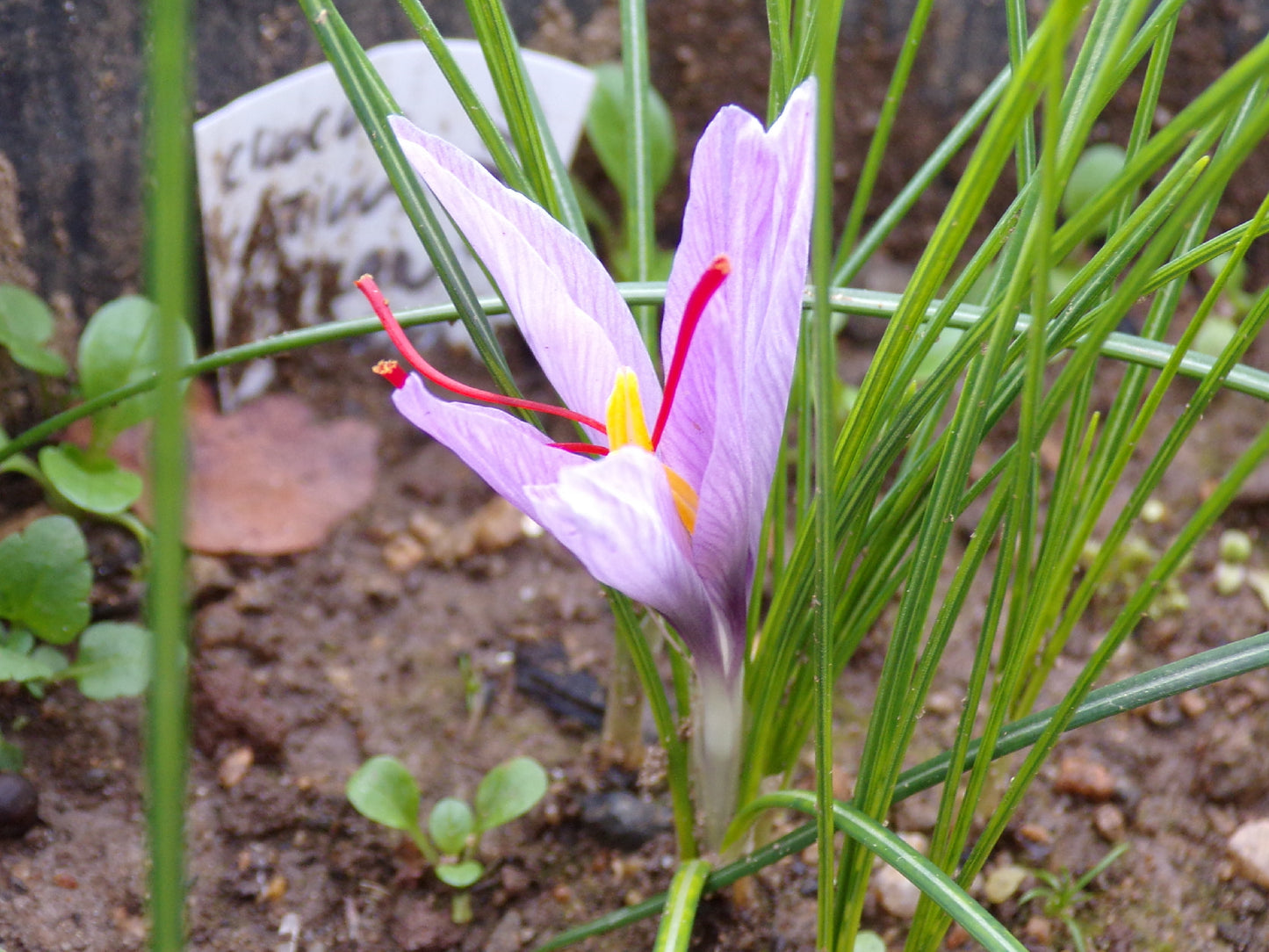 Crocus Sativus Safran - Crocus Sativus - SEM20