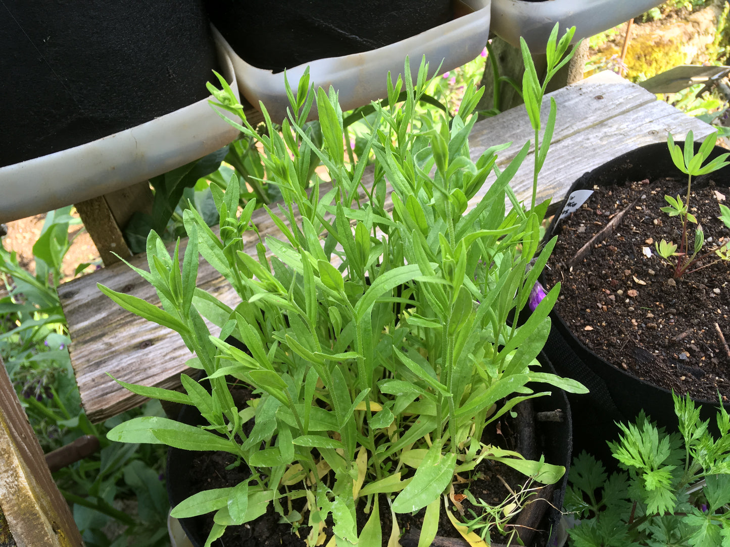 Cameline - Camelina Sativa (Engrais Vert) SEM02