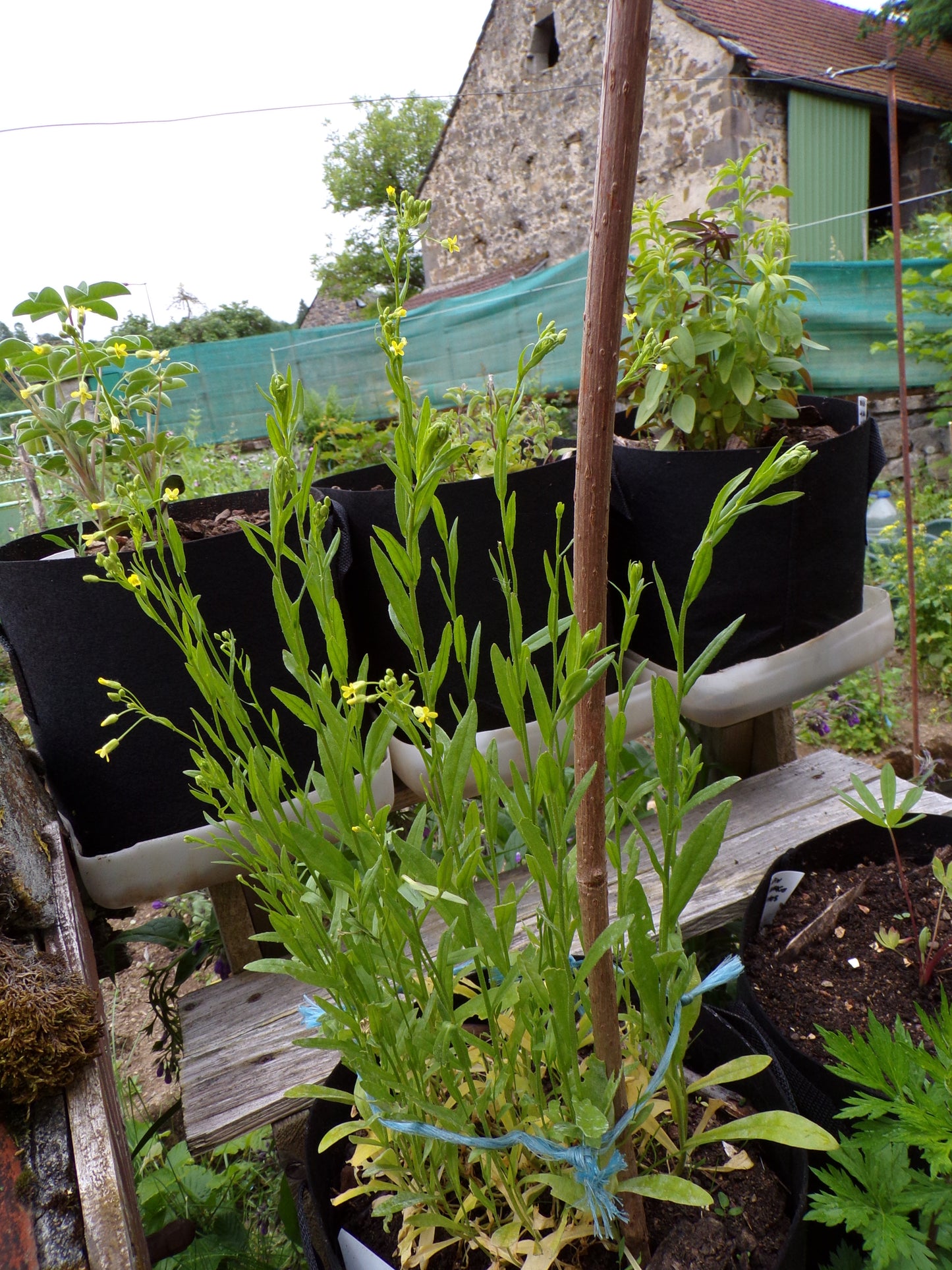 Cameline - Camelina Sativa (Engrais Vert) SEM02