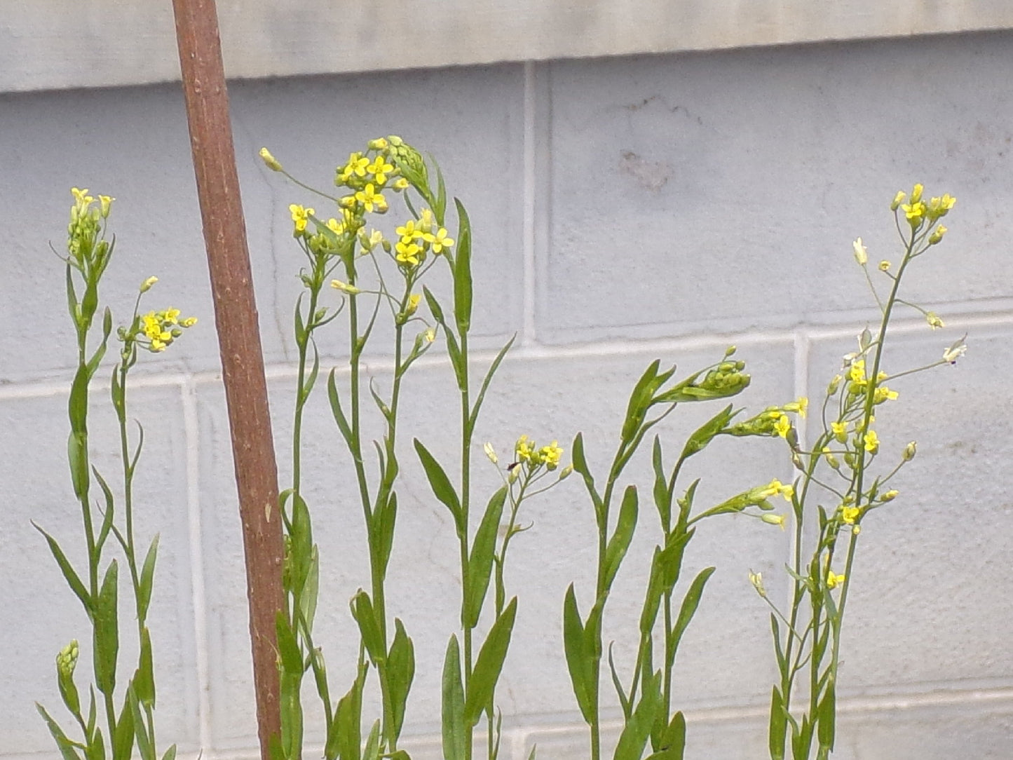 Cameline - Camelina Sativa (Engrais Vert) SEM02