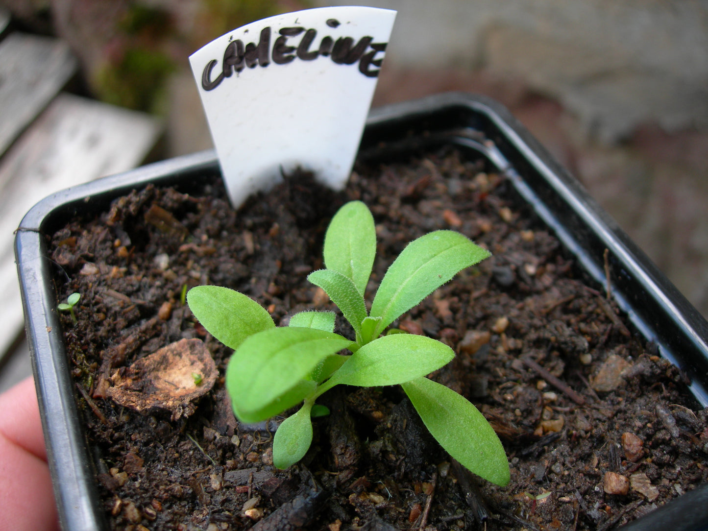 Cameline AB - Camelina Sativa (Engrais Vert) SEM03