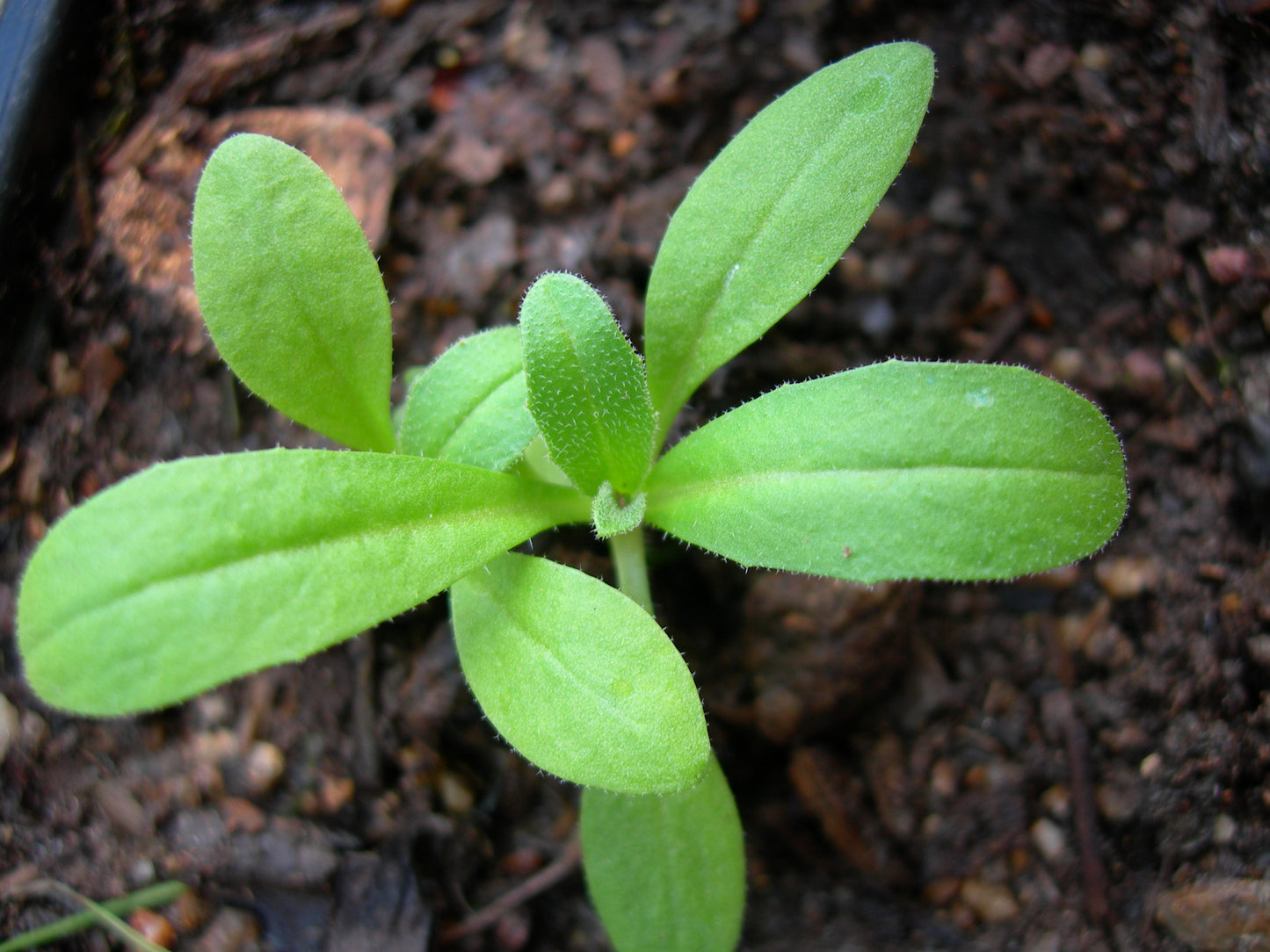 Cameline AB - Camelina Sativa (Engrais Vert) SEM03