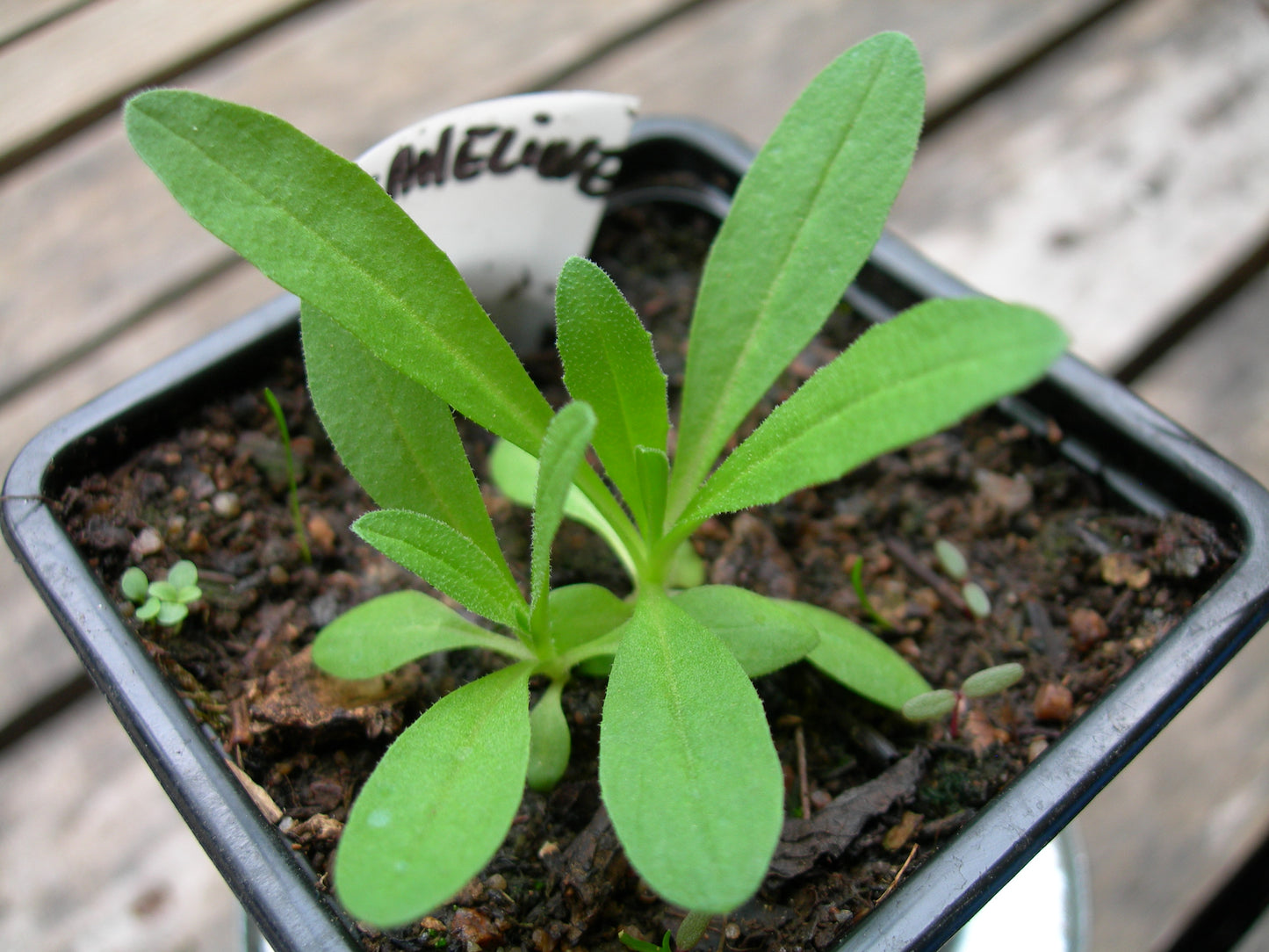 Cameline AB - Camelina Sativa (Engrais Vert) SEM03