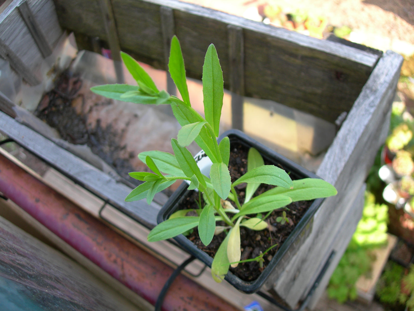 Cameline AB - Camelina Sativa (Engrais Vert) SEM03