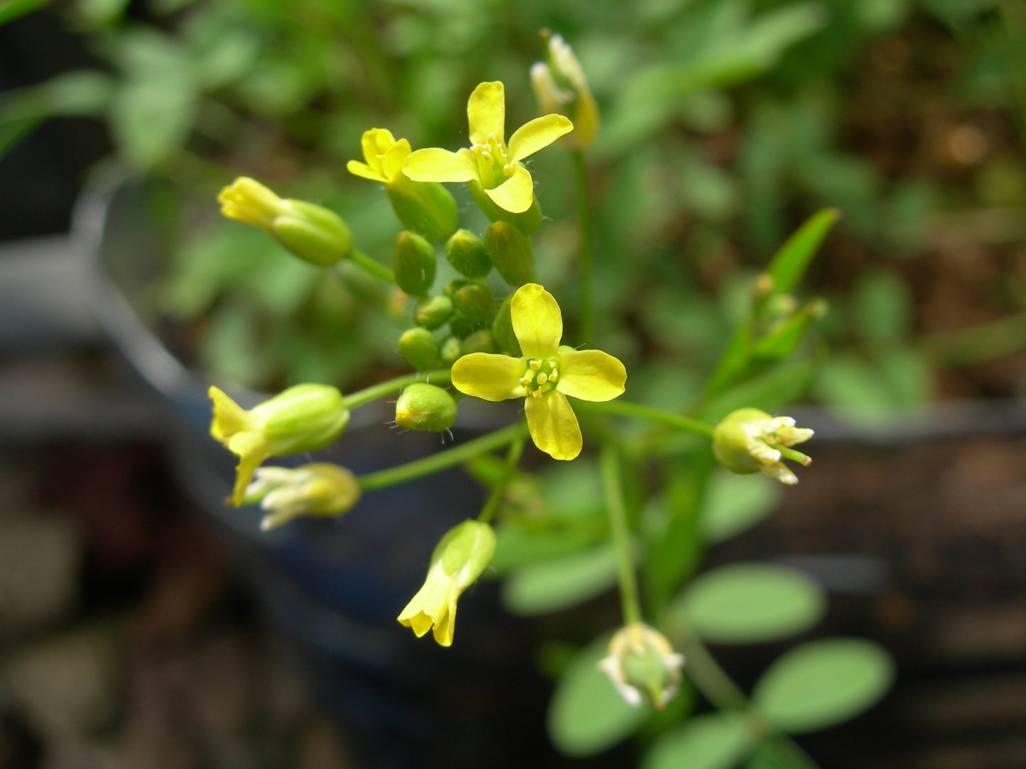 Cameline AB - Camelina Sativa (Engrais Vert) SEM03