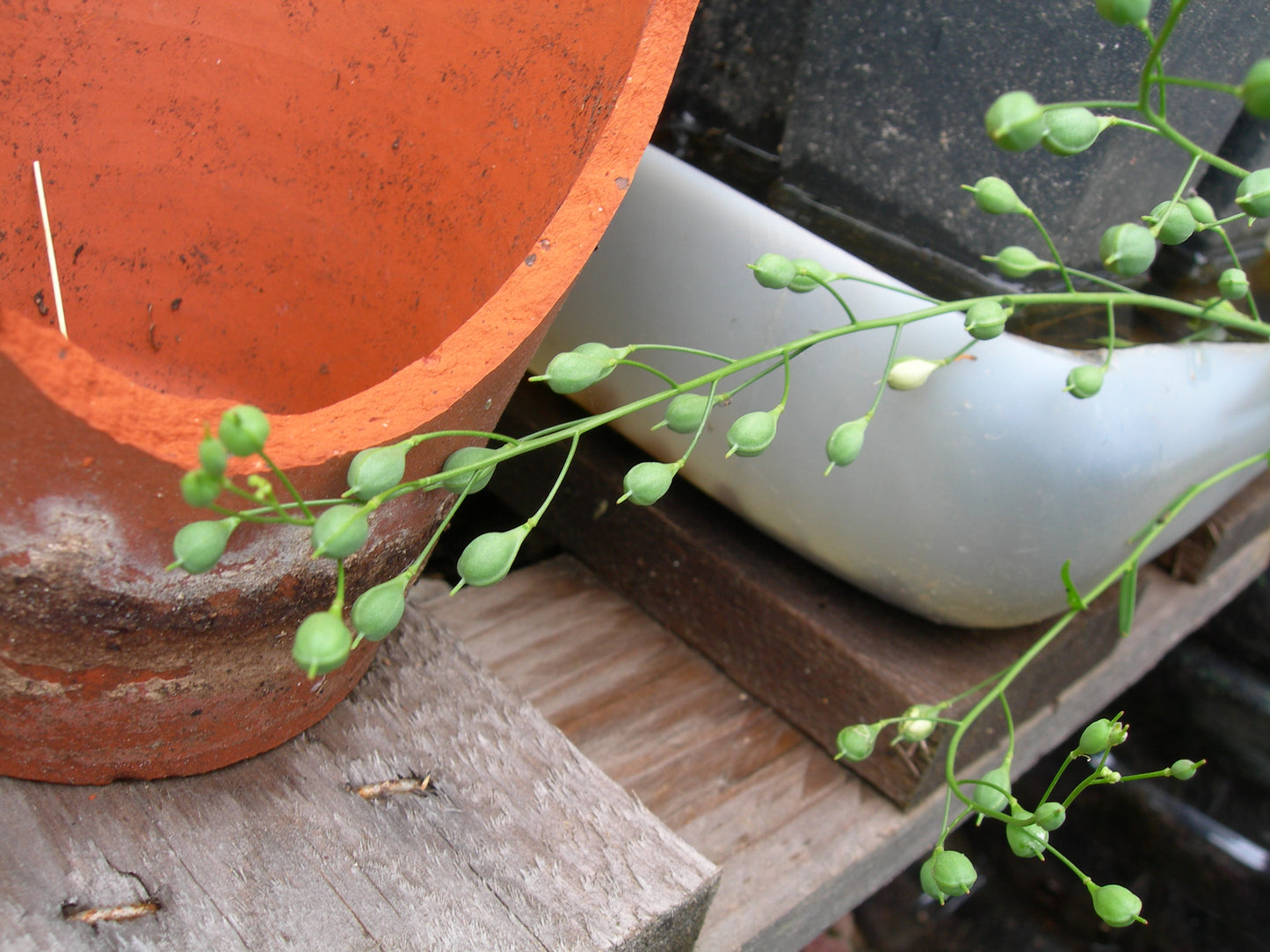 Cameline AB - Camelina Sativa (Engrais Vert) SEM03