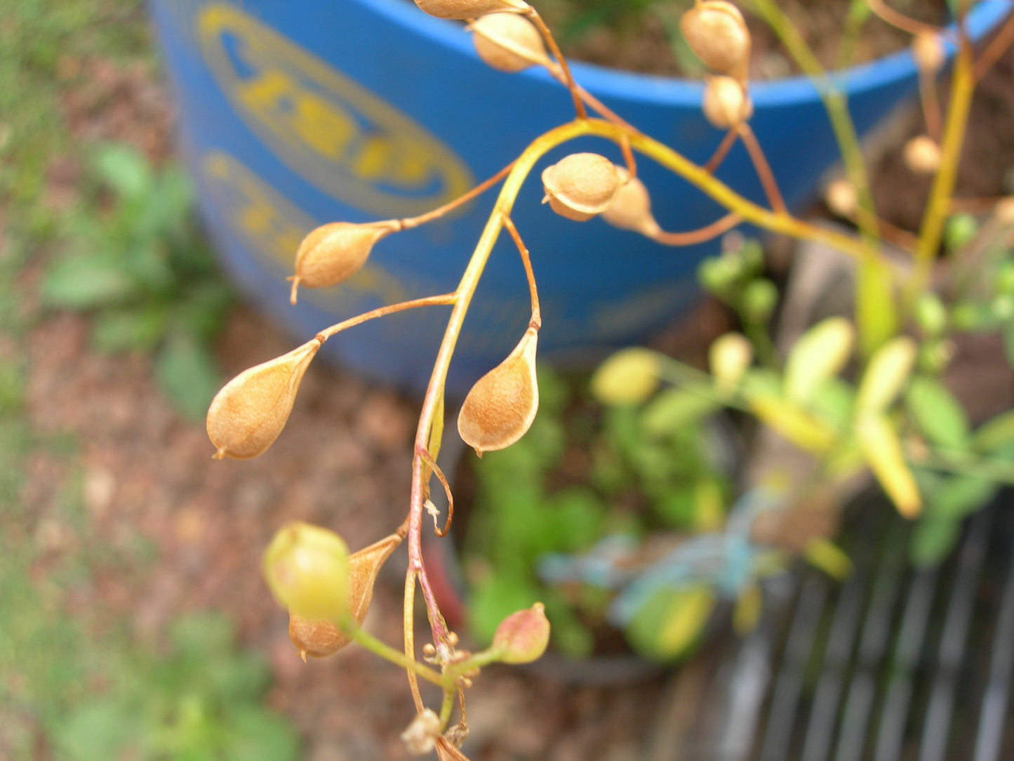 Cameline AB - Camelina Sativa (Engrais Vert) SEM03