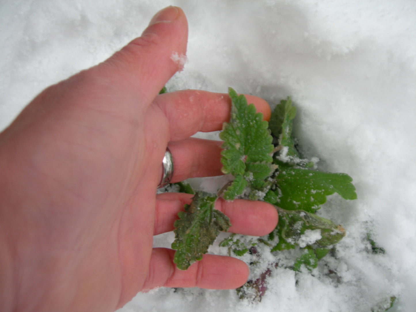 Cataire - Nepeta Cataria - SEM05