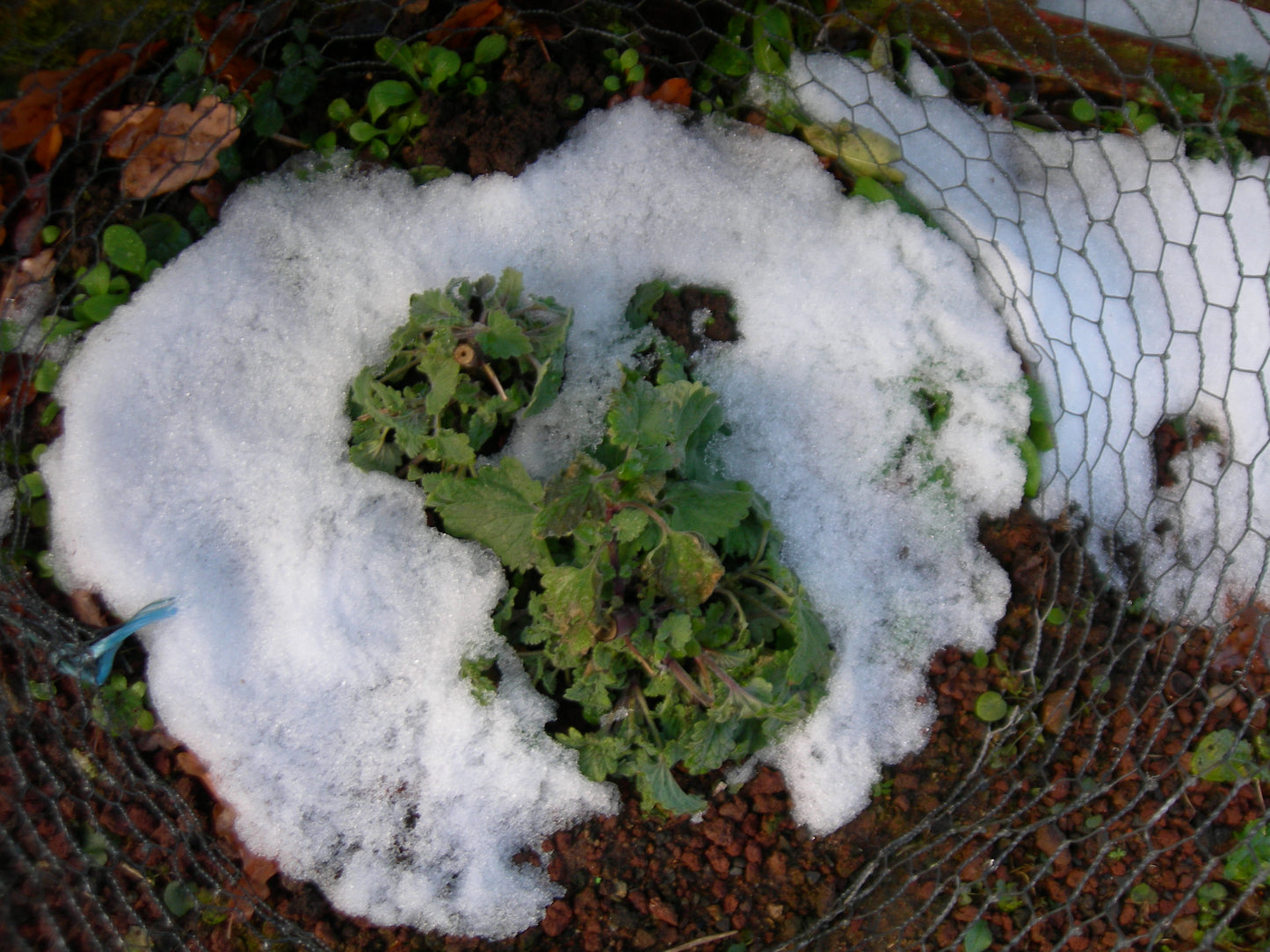 Cataire - Nepeta Cataria - SEM05
