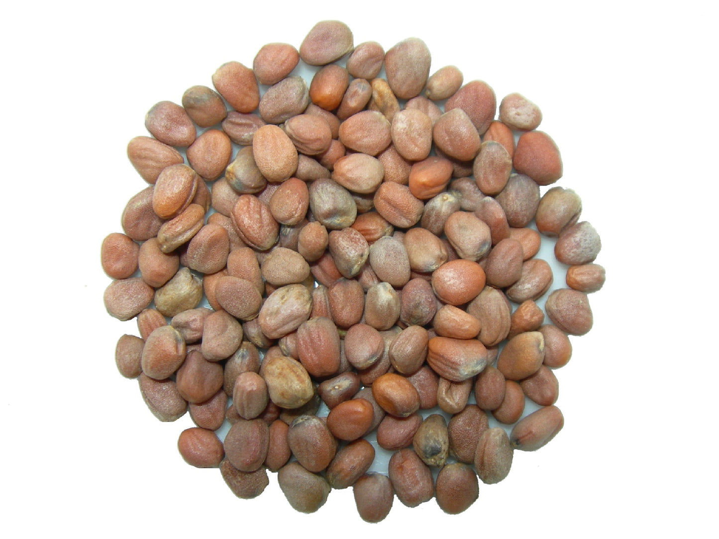 Radis Fourrager - Raphanus Sativus (Engrais Vert) SEM05