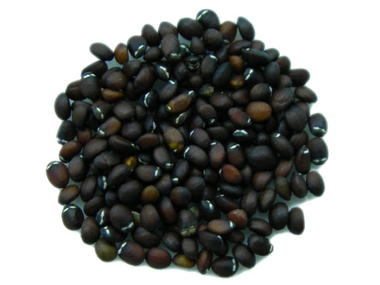 Cataire Citronnelle - Nepeta Cataria Citriodora - SEM05